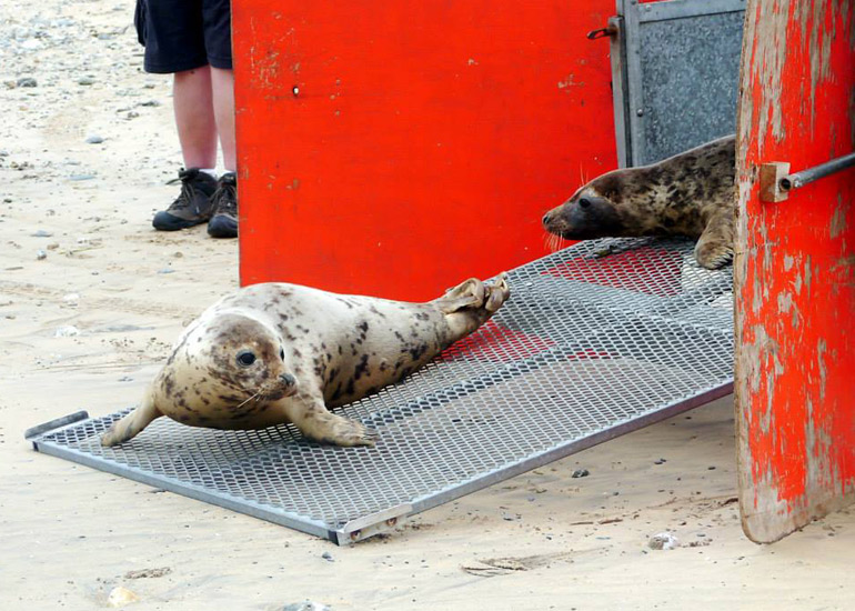 Seal Release - 18th June 2013