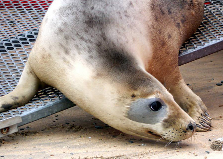 Seal Release - 18th June 2013
