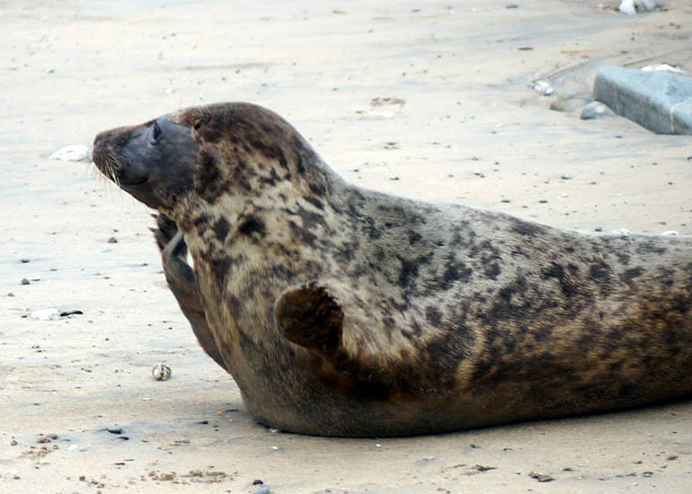 Seal Release - 18th June 2013