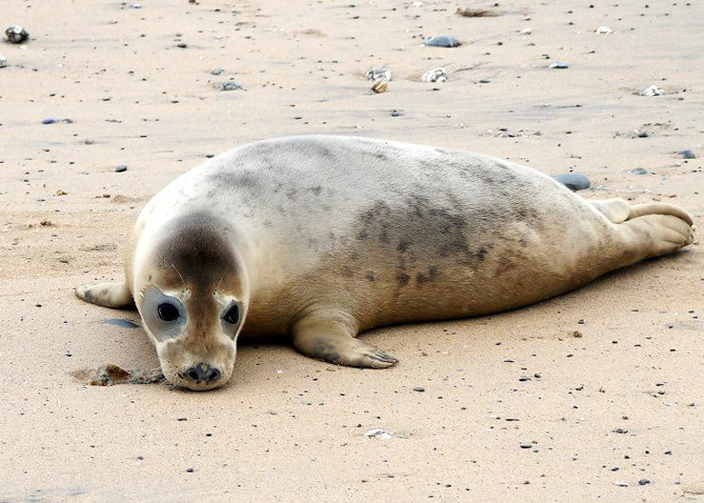 Seal Release - 18th June 2013