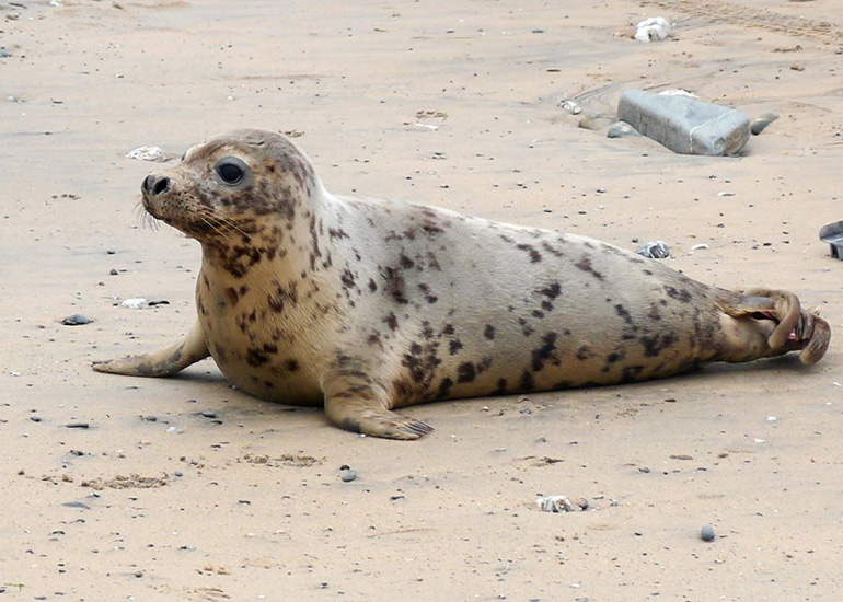 Seal Release - 18th June 2013