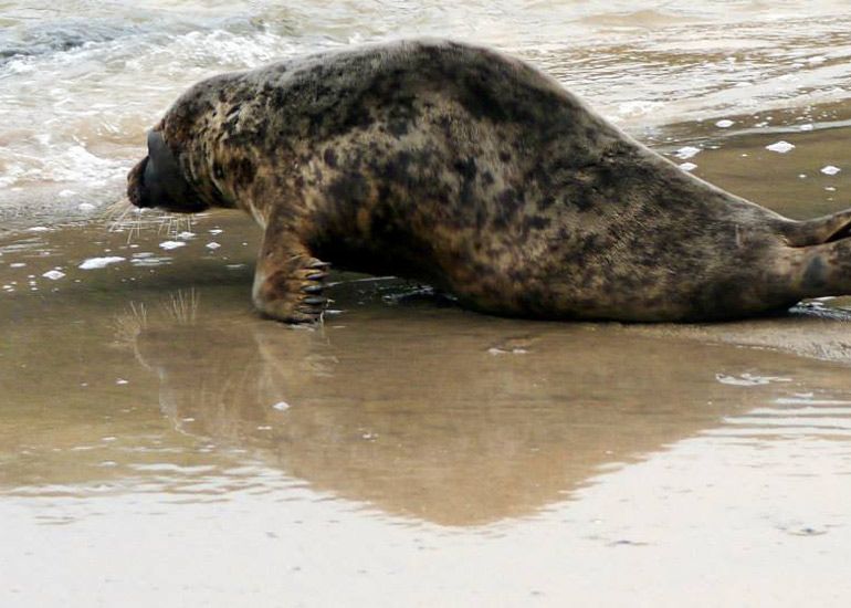 Seal Release - 18th June 2013