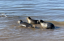 Seal Release - 19th October 2022