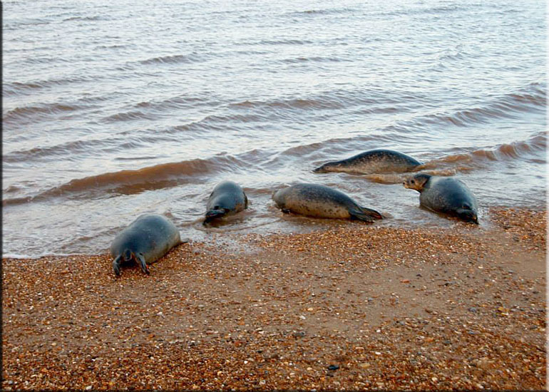Seal Release - 20th October 2013