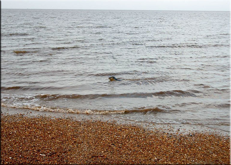 Seal Release - 20th October 2013