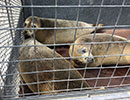 Seal Release - 25th May 2018