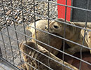 Seal Release - 25th May 2018