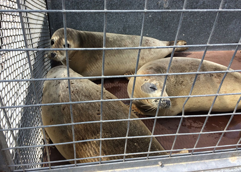 Seal Release - 25th May 2018