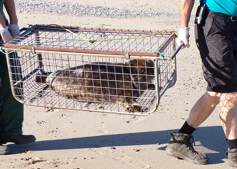 Seal Release - 28th June 2018