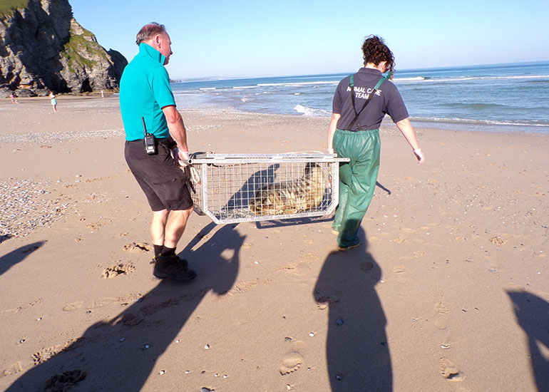 Seal Release - 28th June 2018