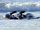 Seal Release - Judi, Jack and Owen - 21st November 2023