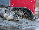 Seal Release - Judi, Jack and Owen - 21st November 2023
