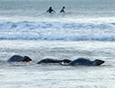 Seal Release - Judi, Jack and Owen - 21st November 2023