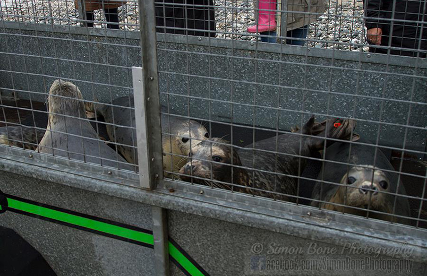 Seal Release - 22nd May 2014