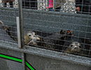 Seal Release - 22nd May 2014