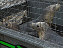 Seal Release - 22nd May 2014