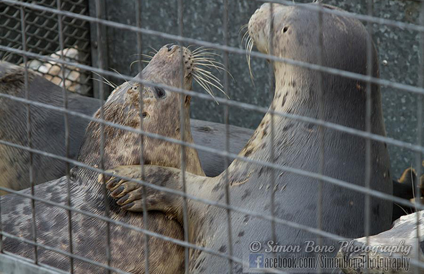 Seal Release - 22nd May 2014