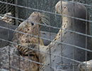 Seal Release - 22nd May 2014