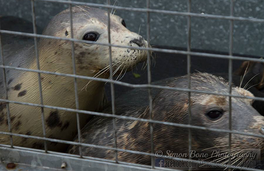 Seal Release - 22nd May 2014