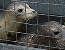 Seal Release - 22nd May 2014