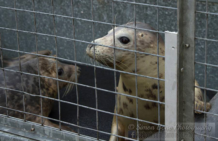 Seal Release - 22nd May 2014