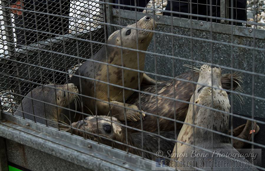 Seal Release - 22nd May 2014