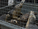Seal Release - 22nd May 2014