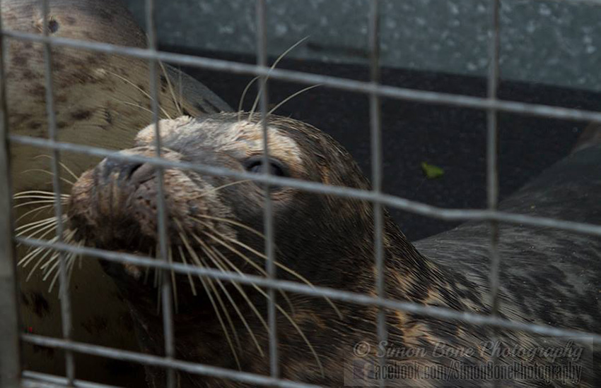 Seal Release - 22nd May 2014