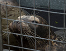 Seal Release - 22nd May 2014