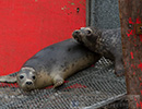 Seal Release - 22nd May 2014