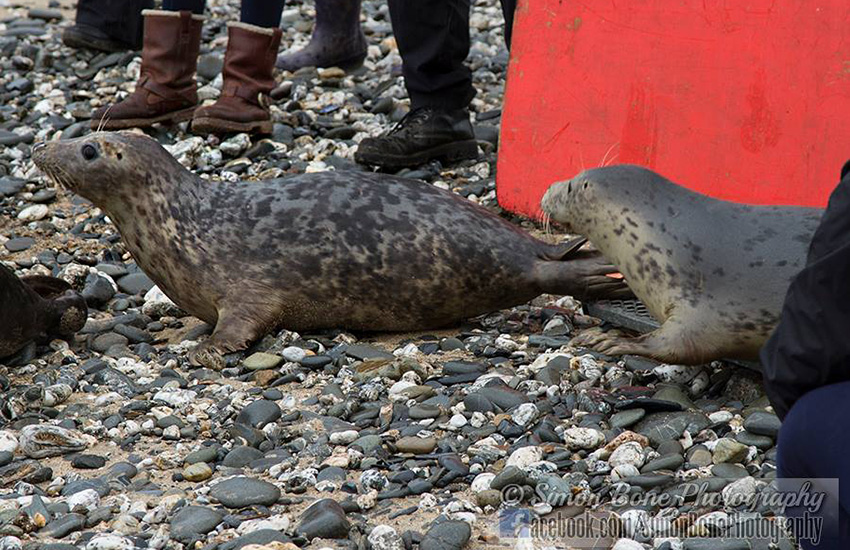 Seal Release - 22nd May 2014