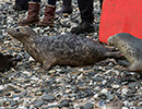 Seal Release - 22nd May 2014