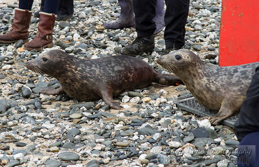 Seal Release - 22nd May 2014