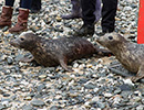 Seal Release - 22nd May 2014