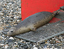 Seal Release - 22nd May 2014