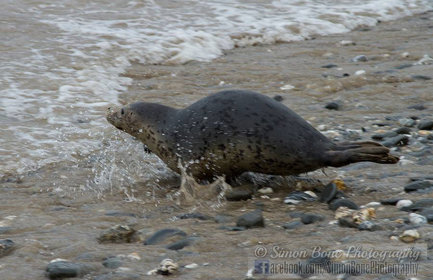 Seal Release - 22nd May 2014