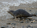 Seal Release - 22nd May 2014