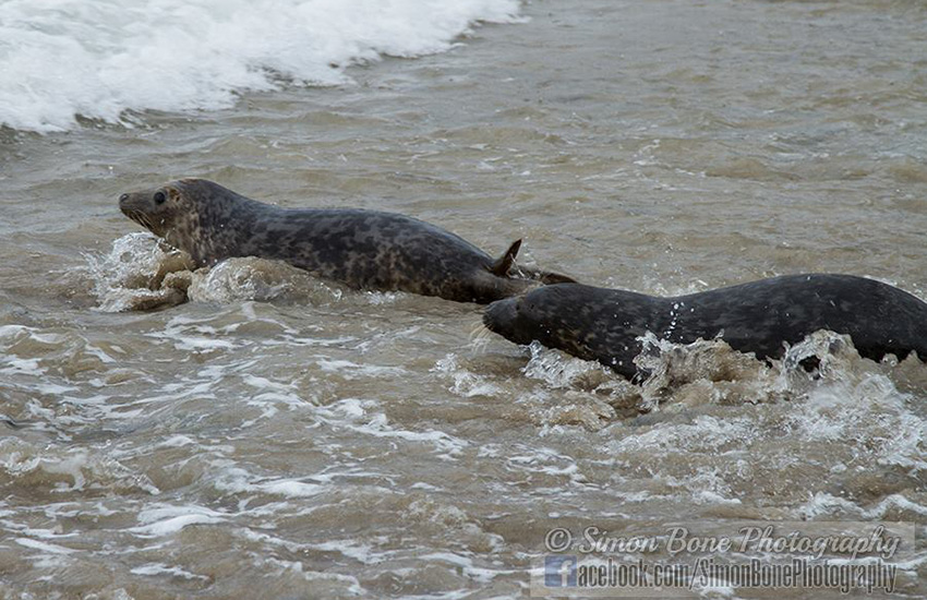 Seal Release - 22nd May 2014