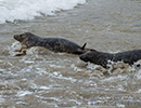 Seal Release - 22nd May 2014