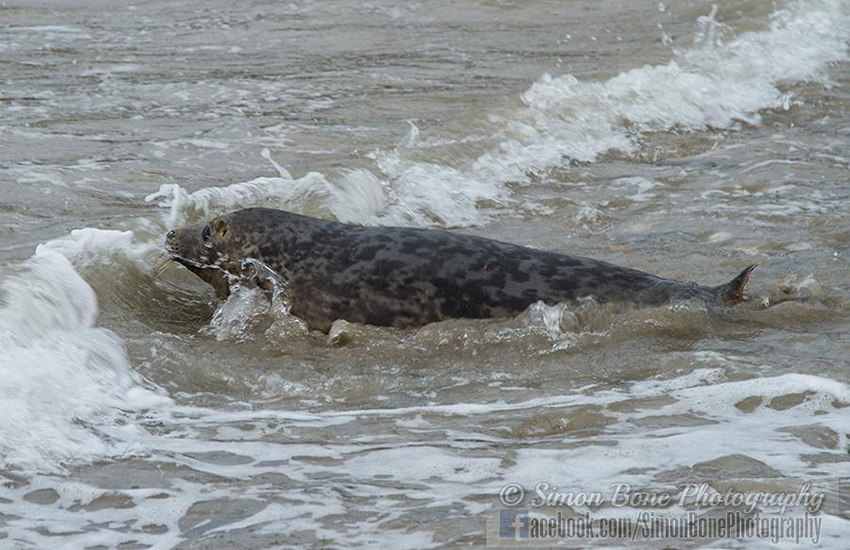 Seal Release - 22nd May 2014