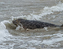 Seal Release - 22nd May 2014