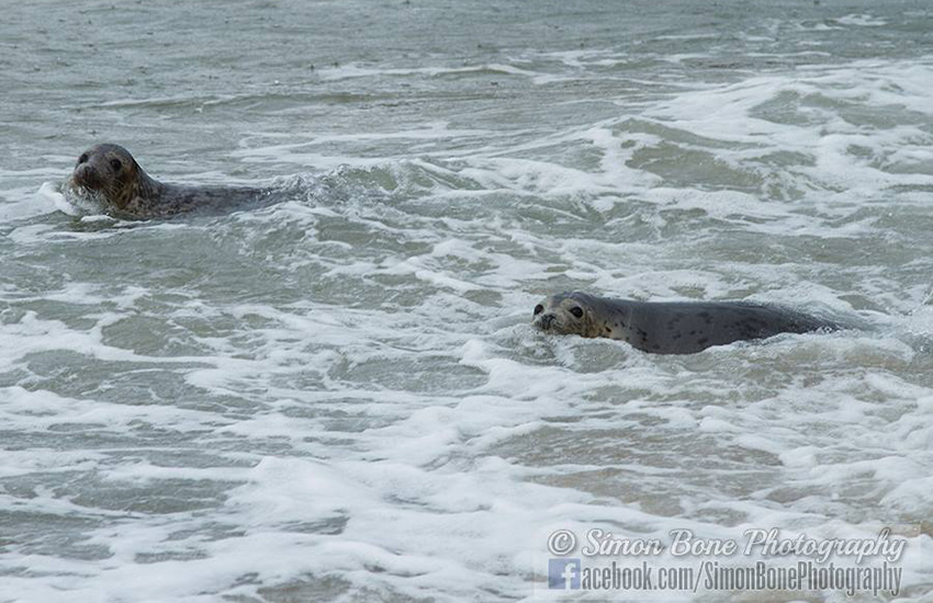 Seal Release - 22nd May 2014