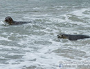 Seal Release - 22nd May 2014