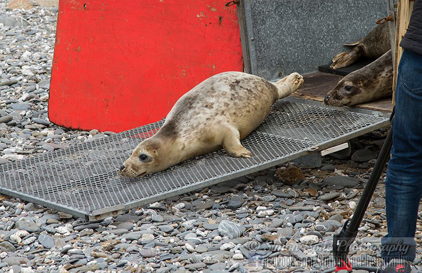 Seal Release - 23rd May 2014