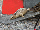 Seal Release - 23rd May 2014