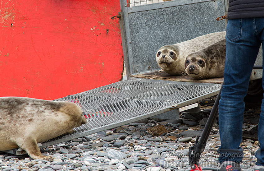 Seal Release - 23rd May 2014