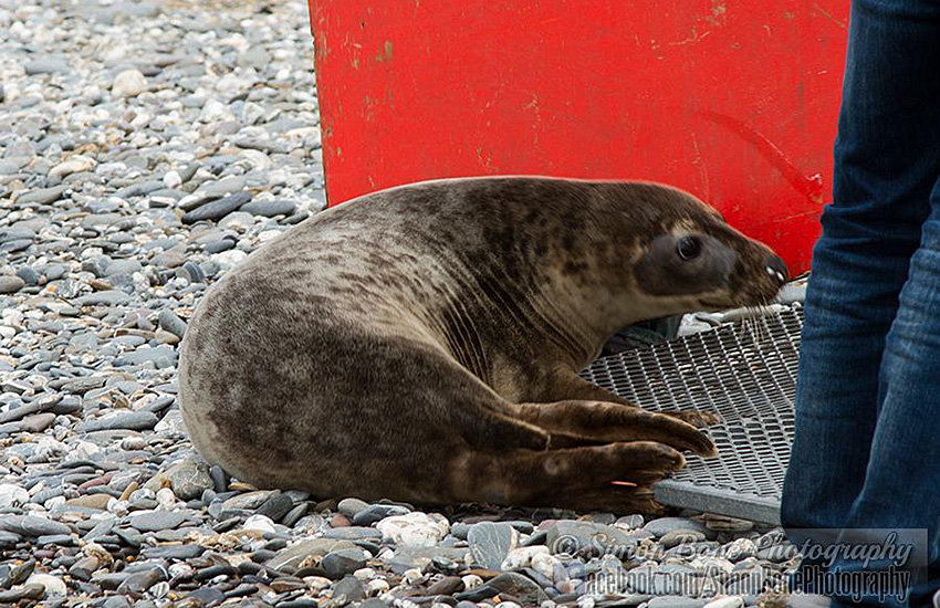 Seal Release - 23rd May 2014