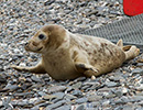 Seal Release - 23rd May 2014