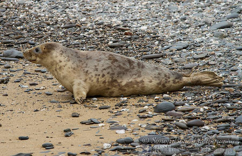 Seal Release - 23rd May 2014