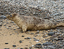 Seal Release - 23rd May 2014
